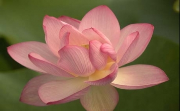 Vô thường ...